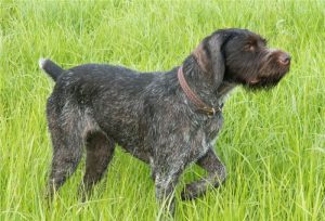 Охотничья, энергичная, рабочая собака дратхаар: особенности характера