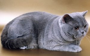 Характер британских кошек, рекомендации по уходу и содержанию