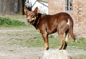 Пастушья собака австралийская келпи: интересный питомец с развитым интеллектом