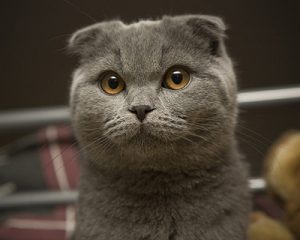 Характер британской вислоухой кошки, уход за ней, цена на плюшевых питомцев