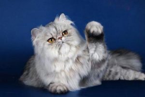 Рекомендации по уходу за персидской кошкой, стоимость котенка