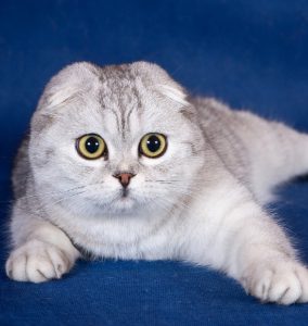 Отличительные черты плюшевой шотландской вислоухой кошки. Описание породы, рекомендации по уходу за скотиш-фолдом