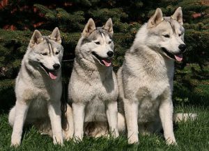 Разновидности собаки лайки: особенности породы, происхождение