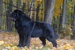 Собака-спасатель московский водолаз: характеристика породы