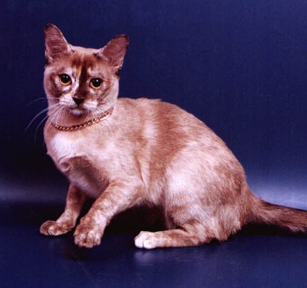 Разнообразие редких и стандартных окрасов бурманской кошки