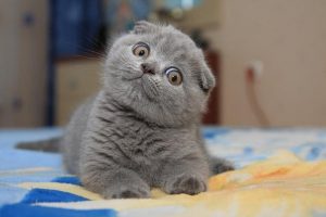 Знакомьтесь: Шотландская вислоухая кошка (скоттиш фолд). Особенности породы и характер питомцев