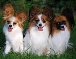 Забавный французский папильон (папийон): описание собак с роскошным окрасом