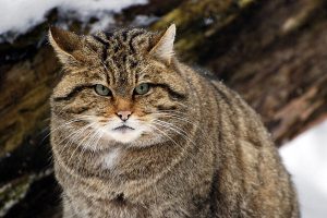 Рекомендации по содержанию в домашних условиях европейской лесной кошки