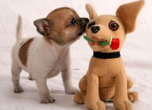 Разновидности чихуахуа: советы по выбору декоративной собачки