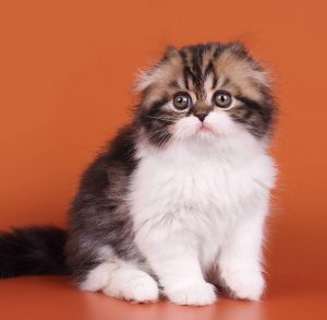 Самая обаятельная мохнатая кошка Шотландская длинношерстная: описание и характер породы