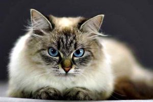 Коты породы невская маскарадная: отличительные черты характера