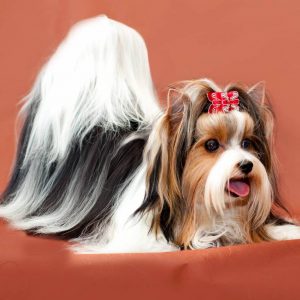 Длинношерстная комнатная собачка Бивер Йоркширский терьер: описание породы и отзывы владельцев
