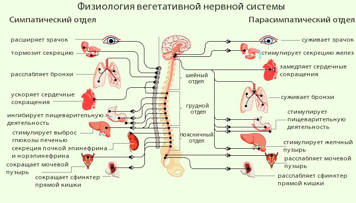 Взаимодействие мозга и ЦНС