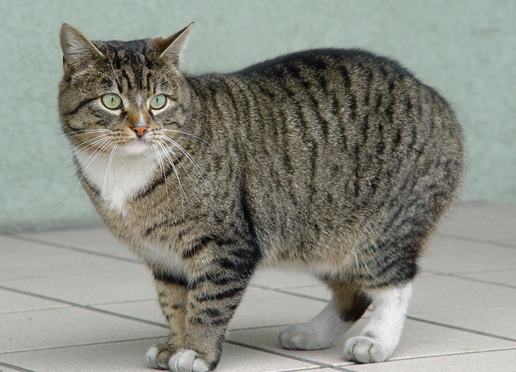 Европейские короткошерстные кошки: советы по уходу за классическим питомцем