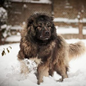 Лохматый и преданный друг человека Кавказская овчарка: характеристика и вес породы собак