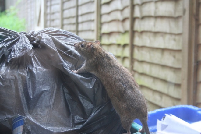 крыса в мусоре