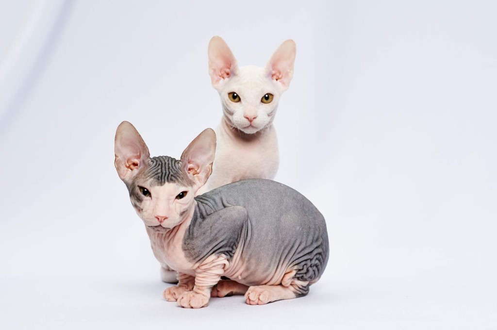 Порода кошек сфинкс велюровый фото