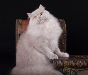 Хранитель домашнего очага Британский длинношерстный кот: особенности породы