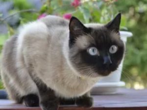 Продолжительность жизни сиамских кошек при правильном уходе