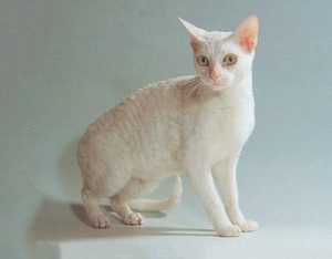Кучерявые кошки немецкий рекс: как найти с ними общий язык