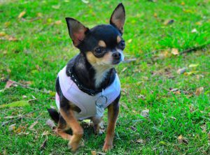Болезни собак чихуахуа: симптомы и лечение