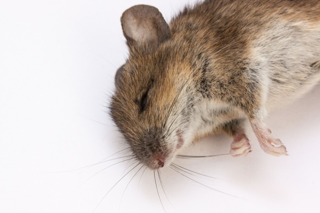 отравленная мышь