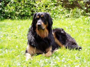 Немецкая сторожевая собака ховаварт: сочетание выносливости и героизма
