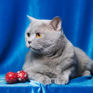 Самая популярная в Британии порода кошек Шотландская прямоухая (Скоттиш Страйт): описание и характер
