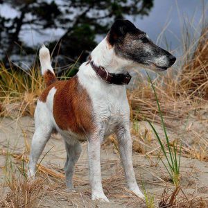 Бесстрашный и преданный защитник Фокстерьер: описание породы и фото собак