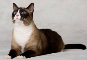 Характер тайской кошки, особенности породы, разновидности окрасов