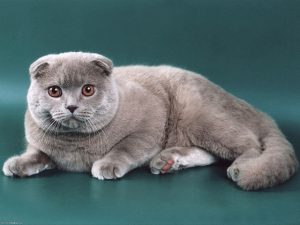 Разновидности окрасов кошек британской породы