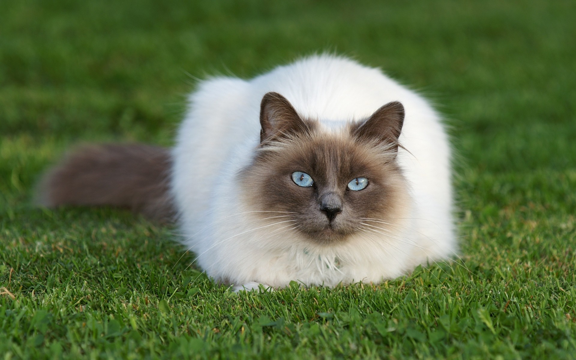 Порода пушистых кошек с сиамской окраской