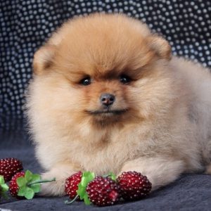 Лохматая и милая собачка Померанский шпиц: окрасы породы и описание