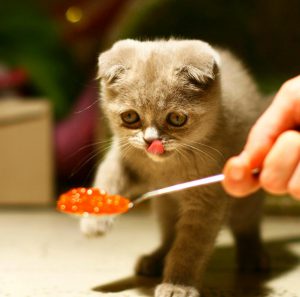 Главные принципы питания и ухода за Шотландской вислоухой кошкой: чем кормить в домашних условиях?
