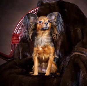Энергичная и игривая собачонка Русский Той терьер: описание породы и характер