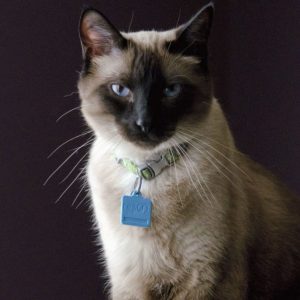 Полное сравнение родственных пород кошек Сиамские и Тайские: отличия и характер