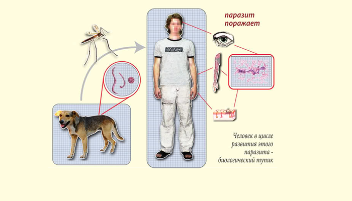 Схема заражения глистами через укус комара
