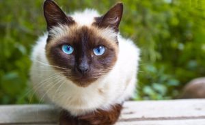 Продолжительность жизни сиамских кошек при правильном уходе