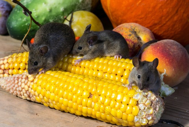 мыши едят кукурузу
