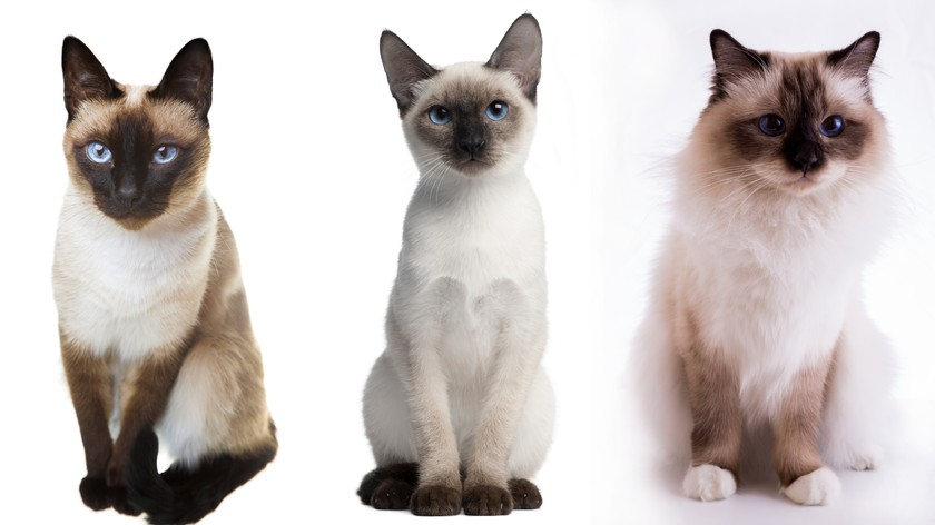 Полное сравнение родственных пород кошек Сиамские и Тайские: отличия и характер
