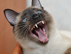 Топ лучших и уникальных имен для Сиамского кота и кошки: как назвать домашнего любимца?