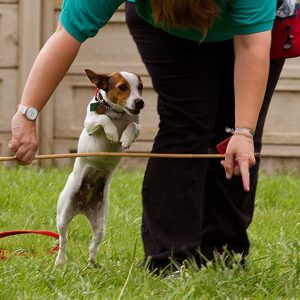 Обаятельная и умная собака-компаньон Джек Рассел терьер: описание породы и характер