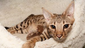 Порода саванна: стоимость гигантской кошки, ее нрав