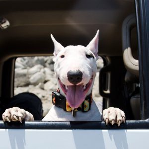 Решительная и веселая собака Бультерьер: описание, чем опасна порода?