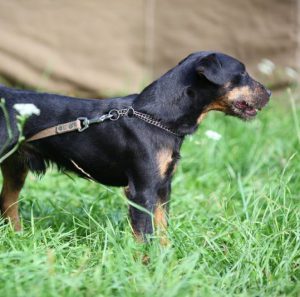 Универсальная охотничья собака из Германии Ягдтерьер: описание и характеристика породы