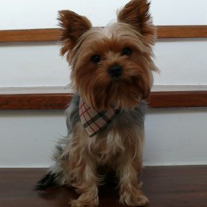 Компактная и гордая собака карликовый Йоркширский терьер: описание породы