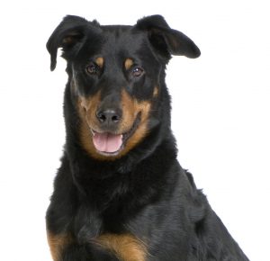 Уверенная и независимая порода собак Босерон (Бриар, Французская овчарка): описание и характер