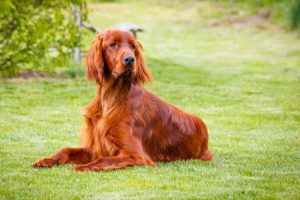 Три разновидности собак породы сеттер: особенности и отличия