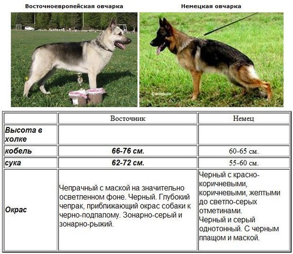 Лучшая служебная собака из СССР Среднеевропейская овчарка (ВЕО): описание и характер породы
