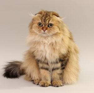 Самая обаятельная мохнатая кошка Шотландская длинношерстная: описание и характер породы